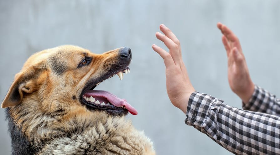 dogbite