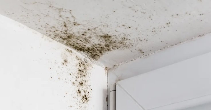 Mold Attorneys in Cleveland