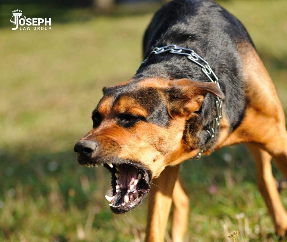 cleveland ohio dog bite lawyer (1)