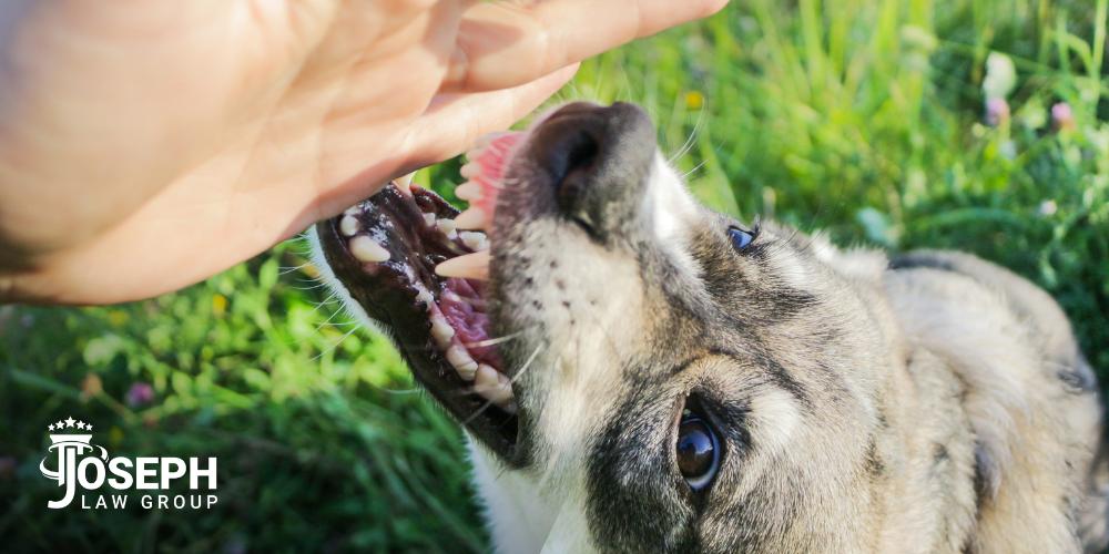 Ohio Dog Bite Injury Lawsuit